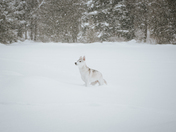 Phoenix on the Frozen Lake
