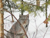 Fundy Park Lynx