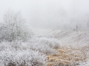 Walking the Dog on a Frosty Morning