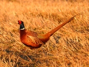Ring-necked Pheasant