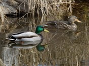 Mallard Reflections 