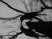 Stopping for a drink