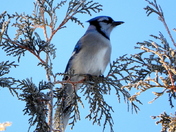 Frosty Jay