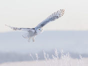 Snowy Owl