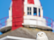 Snowy Owl at Cape Spear