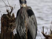 Blue Heron
