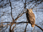 Great horned owl