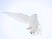 snowy owl