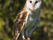 Barn Owl