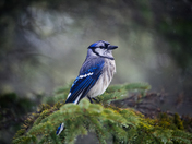 Blue Jay in Algonquin