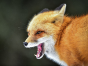 Red Fox in the rain in Algonquin Park