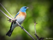 Bluebird of Happiness