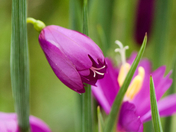 Spring Shooting Star