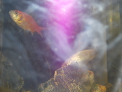 Something here seems fishy