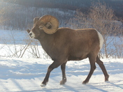 Big Horned Sheep