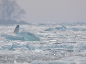 Snowy Owl Departs on an Ice Flow