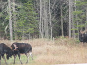 Great Canadian Moose Fight