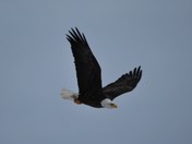 Bald Headed Eagle