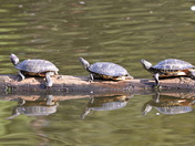 Turtles Reflecting.