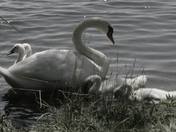 swans