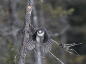 Gray Jay 