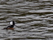 An Interesting Specimen