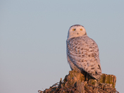 Snowy at Sunrise