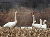 Tundra Swans