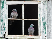Pigeons in the Barn!