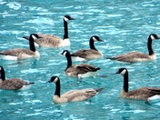 Canadian Geese