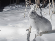The Snowshoe Hare