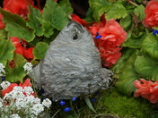 Wasp nest 