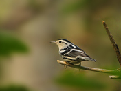 Black and White Warbler