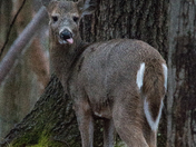 The uncooperative whitetail