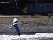Ring billed gull