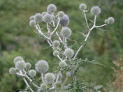 Sea Holly