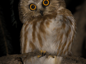 Northern Saw Whet Owl