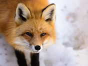 Red fox