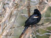 Red-winged Blackbird