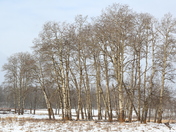 Elk Island in the snow
