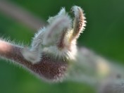 Plant, Animal or Matter