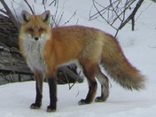 Fox in my Yard