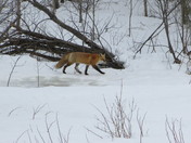 Fox in my Yard