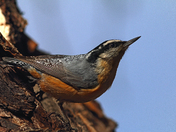 nuthatch