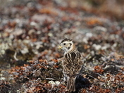 Young Lapland Longspur