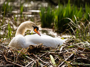 Nesting Swan