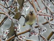 Cedar Waxwing after an ice storm