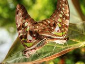 The Mating Game II