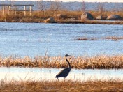 The Return of the Blue Heron