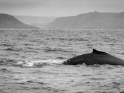 Whale in front of Signal Hill - Saint John's 
